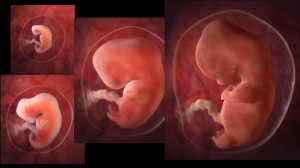 sviluppo-embrionale