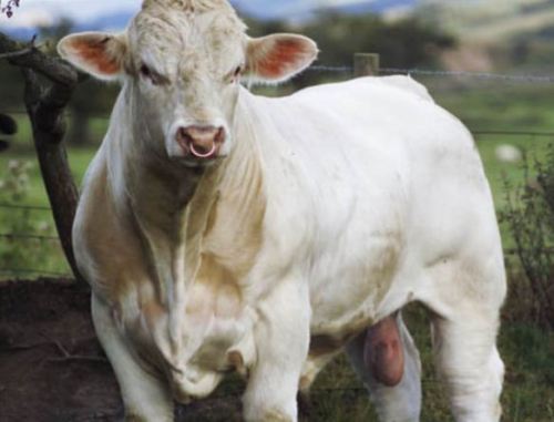 Ideologia gender: e ora pure “il toro gay”!