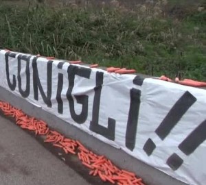 conigli